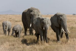 Serengeti-Elefantenherde